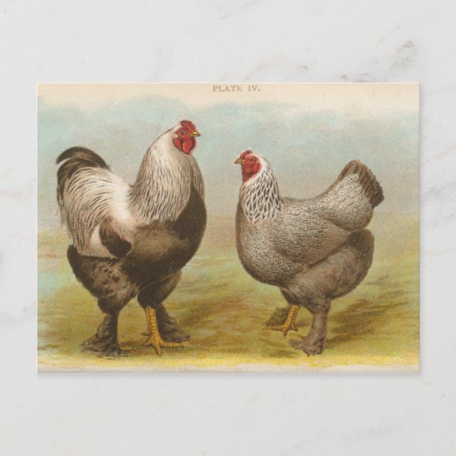 Cartão postal Vintage "Dark Brahama Chickens" (Frente)