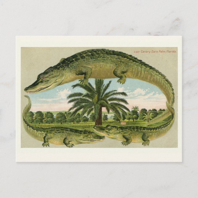 Cartão postal vintage de jacaré (Frente)