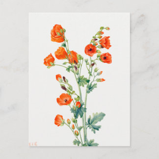 Cartão Postal Vintage Desert Globemallow Botanical Illustration