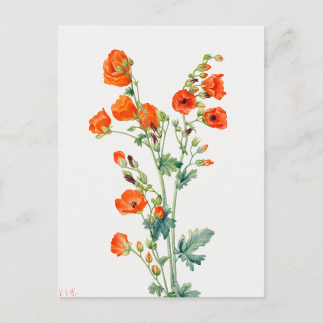 Cartão Postal Vintage Desert Globemallow Botanical Illustration (Frente)
