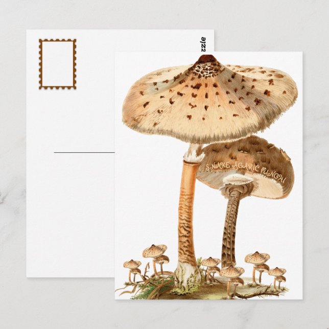 Cartão Postal Vintage do Script Funghi cobra Agaric | (Frente/Verso)