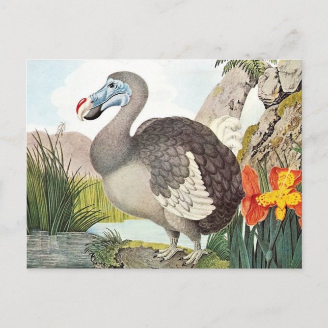 Cartão Postal Vintage Dodo Bird Art (Frente)