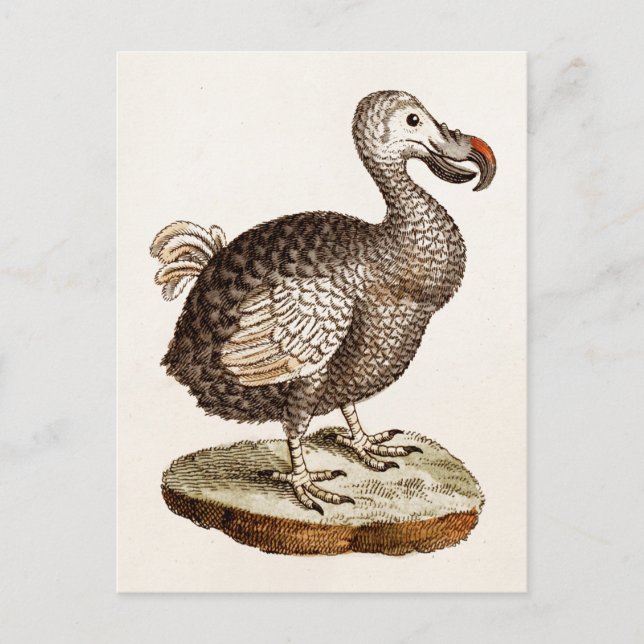 Cartão Postal Vintage Dodo Bird Ilustration 1700s Dodo Birds (Frente)