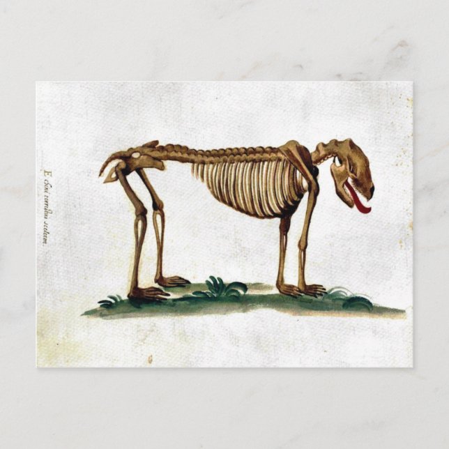 Cartão Postal Vintage Dog Skeleton (Frente)
