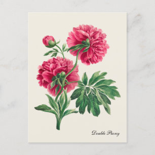 Cartão postal Vintage Double Peony