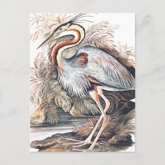 Cartão Postal Vintage Elizabeth Gwillim Purple Heron   (Frente)