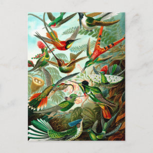 Cartão Postal Vintage Ernst Haeckels Kunstformen der Nature, Bir