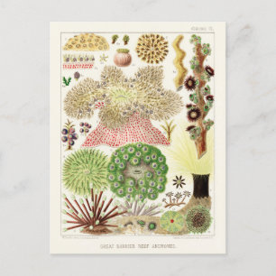 Cartão Postal Vintage Excelente Barrier Reef of Australia Anemon