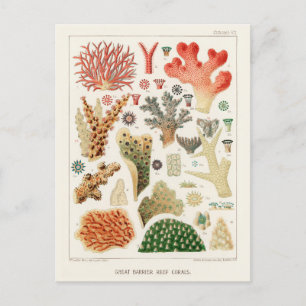 Cartão Postal Vintage Excelente Barrier Reef of Australia Corals
