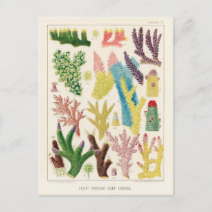 Cartão Postal Vintage Excelente Barrier Reef of Australia Corals