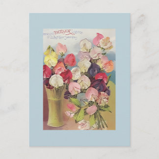 Cartão Postal Vintage Excelsior Collection of Assorted Sweetpeas