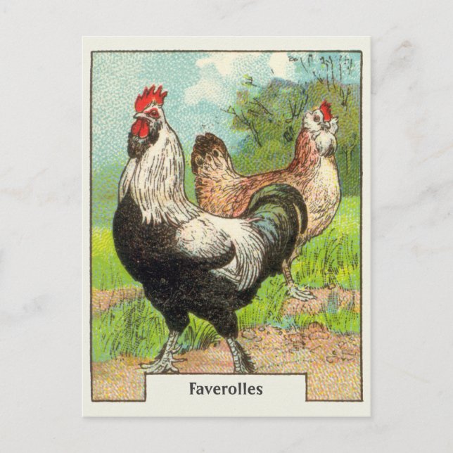 Cartão Postal Vintage Faverolles Chicken (Frente)