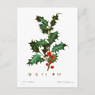 Cartão Postal Vintage Felry Christmas Holly Mistletoe