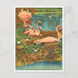 Cartão Postal Vintage Flamingos no Hialeah Park, Miami, Flórida