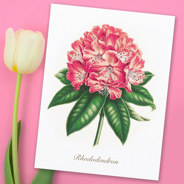 Cartão Postal Vintage Flor de Rhododendron Botânico (Criador carregado)