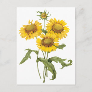 Cartão Postal Vintage Floral Flor Flor Sunflower por Redoute