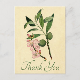 Cartão Postal Vintage Floral Obrigado Flor De Amêndoa Rosa