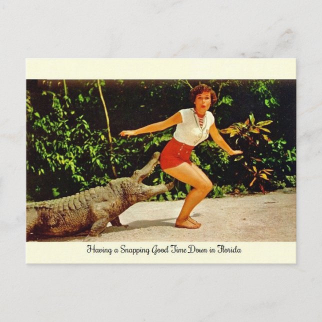 Cartão postal Vintage Florida Alligator (Frente)