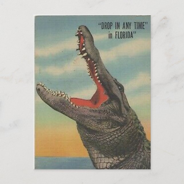 CARTÃO POSTAL VINTAGE FLORIDA ALLIGATOR (Frente)