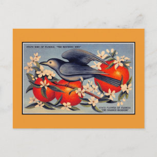Cartão Postal Vintage Flórida Estado Flórida, pássaro estadua