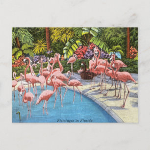Cartão Postal Vintage Florida flamingos cor-de-rosa viagem