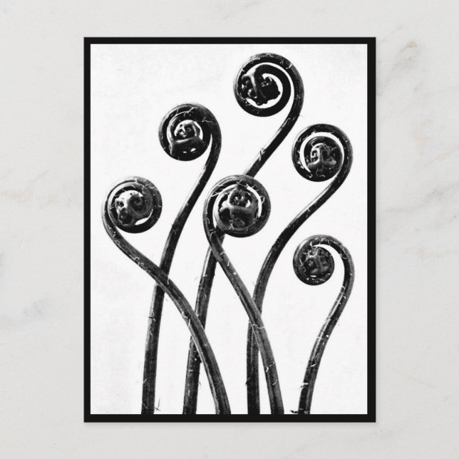 Cartão postal Vintage Fotografia - Karl Blossfeldt (Frente)