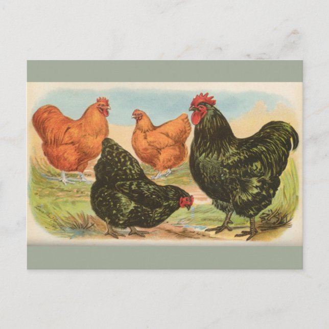 Cartão postal Vintage Four "Orpington Chickens" (Frente)
