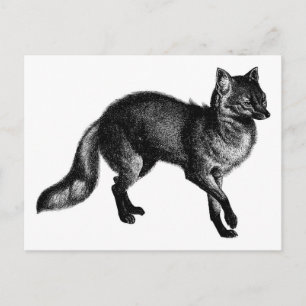 Cartão Postal Vintage Fox