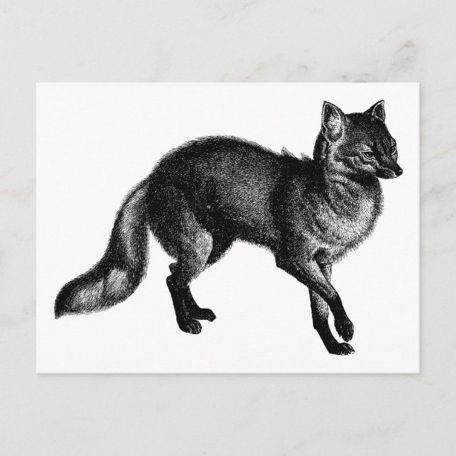 Cartão Postal Vintage Fox (Frente)