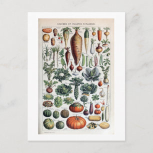 Cartão Postal Vintage French Legumes et Plantes Potageres