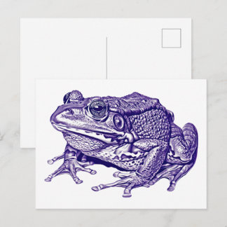 Cartão Postal Vintage frog drawing