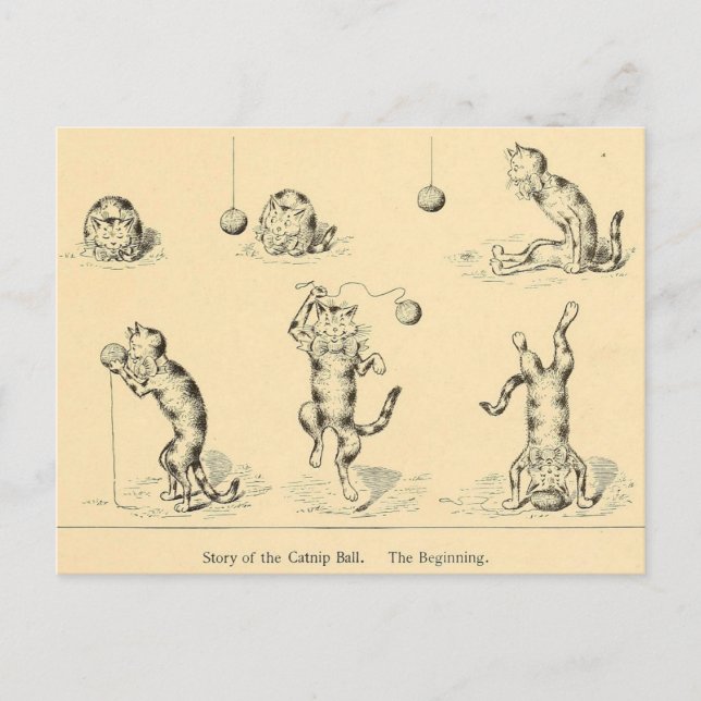 Cartão Postal Vintage Funny Catnip Cat (Frente)