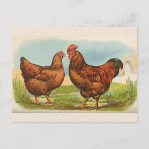 Cartão postal vintage "Galinha Rhode Island Red"