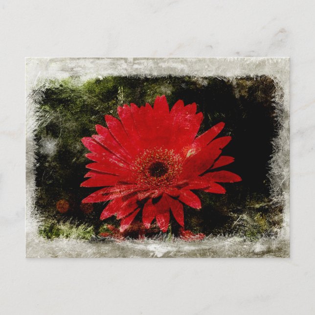 Cartão Postal Vintage Gerber Daisy (Frente)