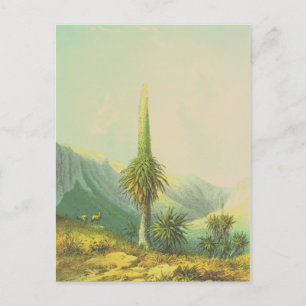 Cartão Postal Vintage Giant Exotic Plant
