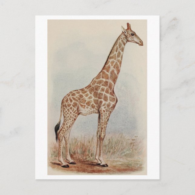 Cartão Postal Vintage Giraffe Foto (Frente)