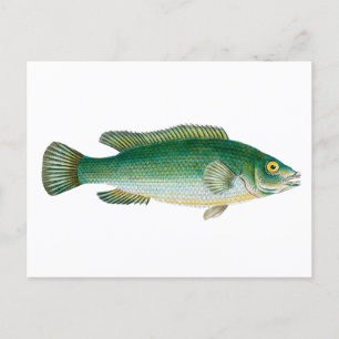 Cartão Postal Vintage Green Fish