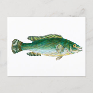 Cartão Postal Vintage Green Fish