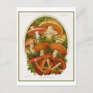 Cartão Postal Vintage Group of Mushroom