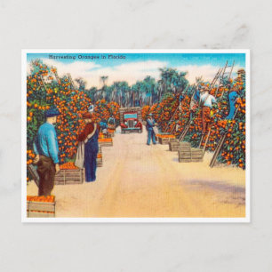 Cartão Postal Vintage Harvesting Orange (Viagem da Flórida)
