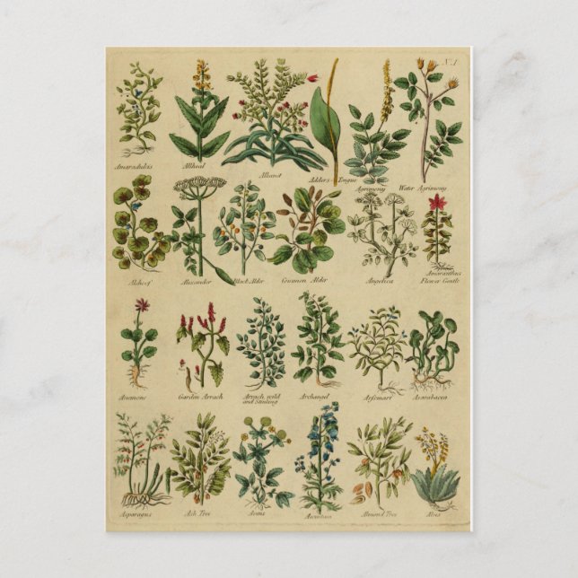 Cartão Postal Vintage Herbal Postcard Series - 1 (Frente)