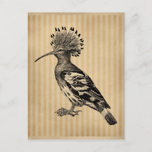 Cartão Postal Vintage Hoopoe Bird