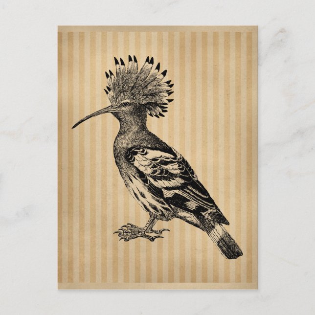 Cartão Postal Vintage Hoopoe Bird (Frente)