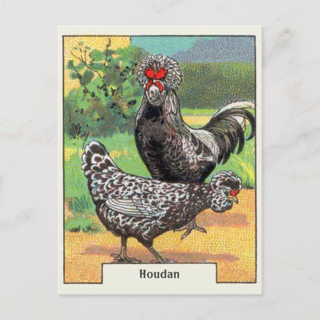 Cartão Postal Vintage Houdan Chicken (Frente)