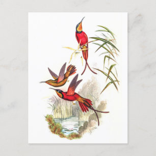 Cartão Postal Vintage Hummingbird por John Gould