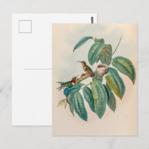 Cartão Postal Vintage Hummingbird por John Gould