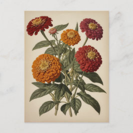 Cartão Postal Vintage illustration of a zinnia 