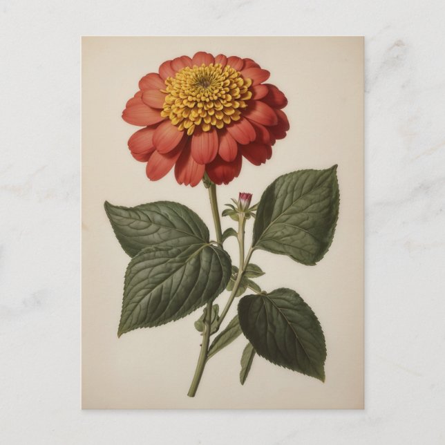 Cartão Postal Vintage illustration of a zinnia  (Frente)