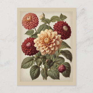 Cartão Postal Vintage Illustration of Dahlias 