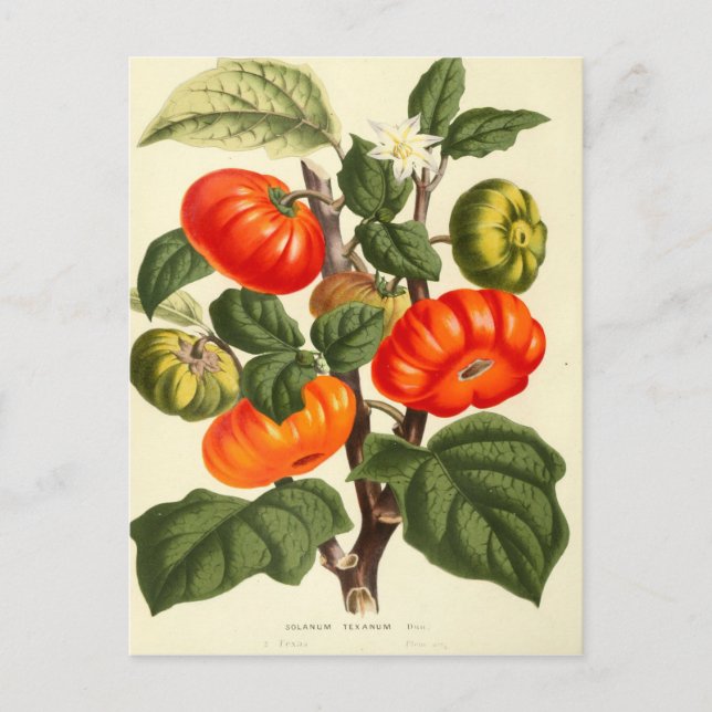 Cartão Postal Vintage Impressão de tomate (Frente)